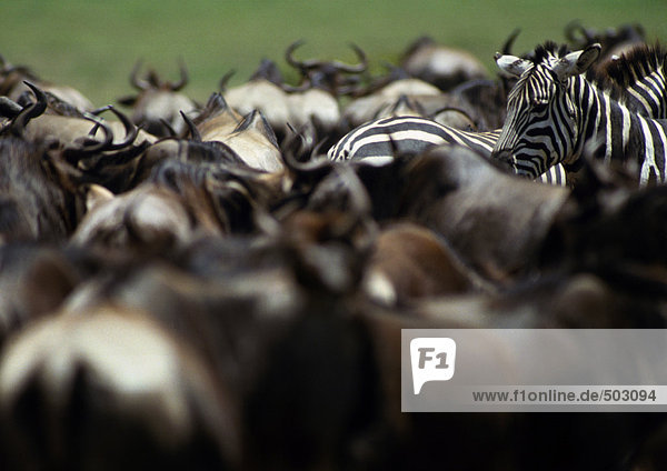 Afrika  Tansania  Herde von Gnus und Zebras  Nahaufnahme
