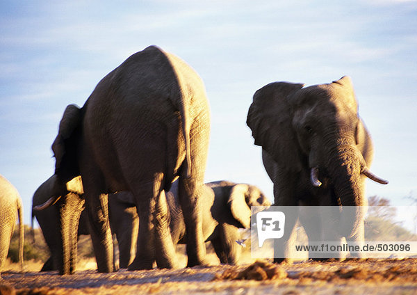 Afrika  Botswana  Elefanten