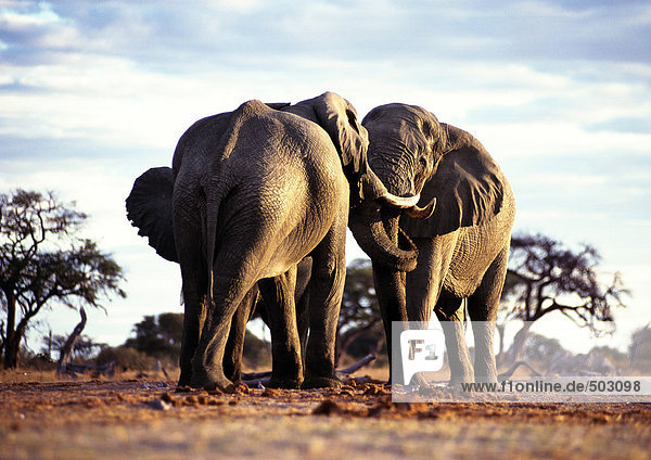 Afrika  Botswana  zwei Elefanten von Angesicht zu Angesicht
