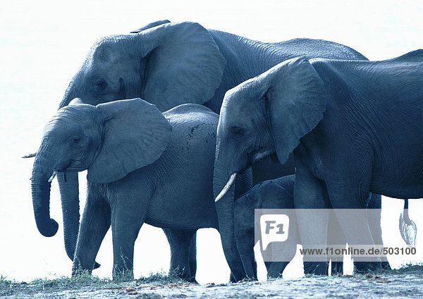 Afrika  Botswana  Elefanten im Wasser stehend  Seitenansicht