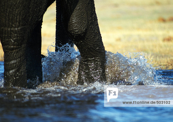 Afrika  Botswana  Elefantenbeine im Wasser  niedriger Schnitt