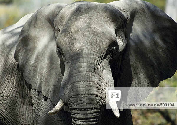 Afrika  Botwsana  Elefant  Schwerpunkt Kopf