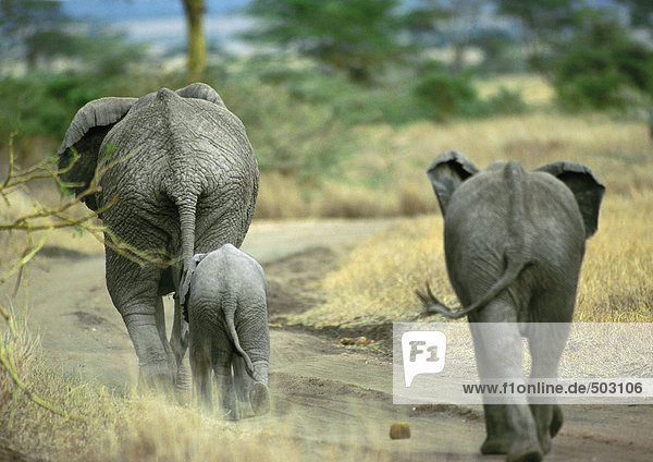 Afrika  Tansania  zwei erwachsene Elefanten und Baby-Elefanten  Rückansicht