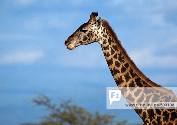 Afrika  Kenia  Giraffe  Hals und Kopf