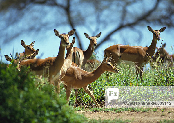 Afrika  Tansania  Herde von Impalas