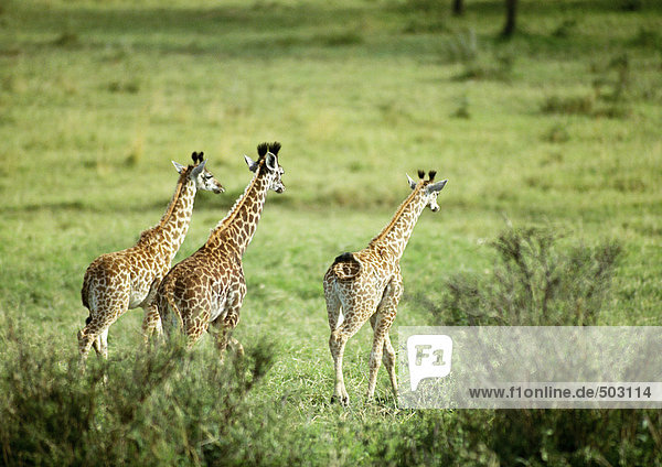 Afrika  Tansania  drei Giraffen auf Grasebene  Rückansicht