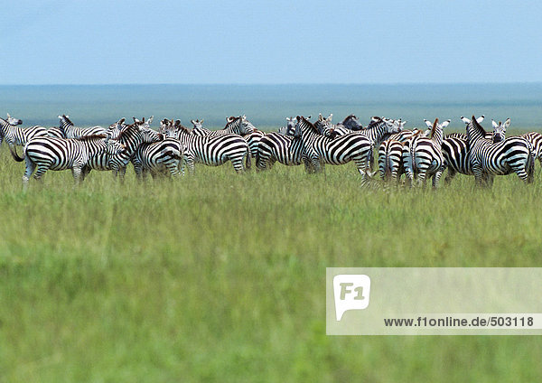 Afrika  Tansania  Zebraherde auf der Grasebene