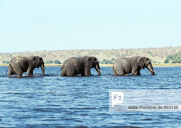 Afrika  Botswana  Elefanten im Wasser  Seitenansicht