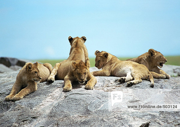 Afrika  Tansania  Löwenbabys auf Felsen liegend