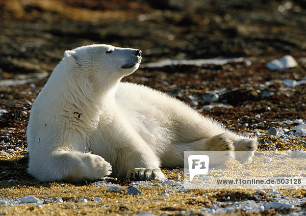 Eisbär (Ursus maritimus) in der Sonne liegend  Kanada