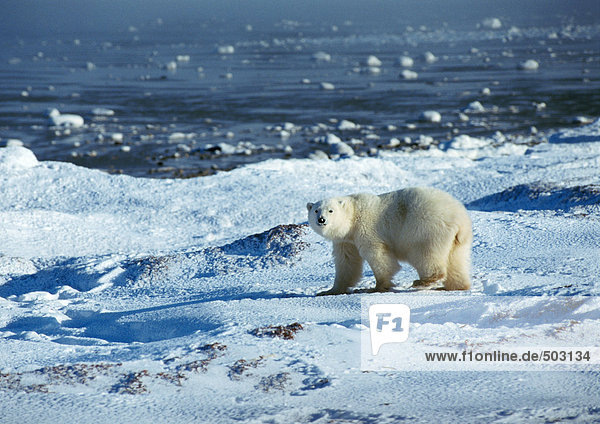 Eisbär (Ursus maritimus) in verschneiter Landschaft am Rande des Wassers stehend,  mit Blick auf die Kamera