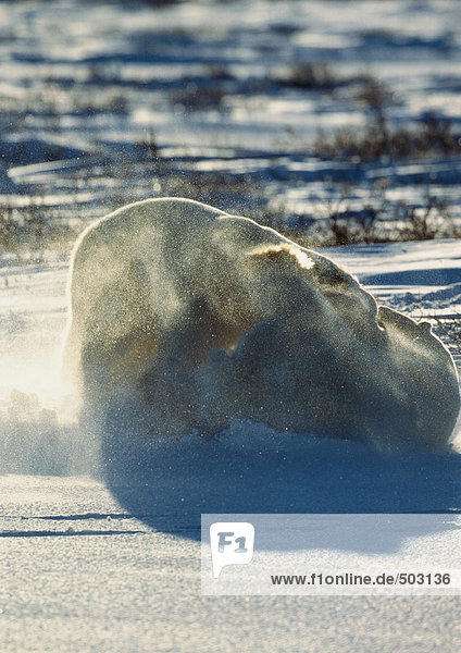 Kanada  zwei Eisbären kämpfen auf Schnee