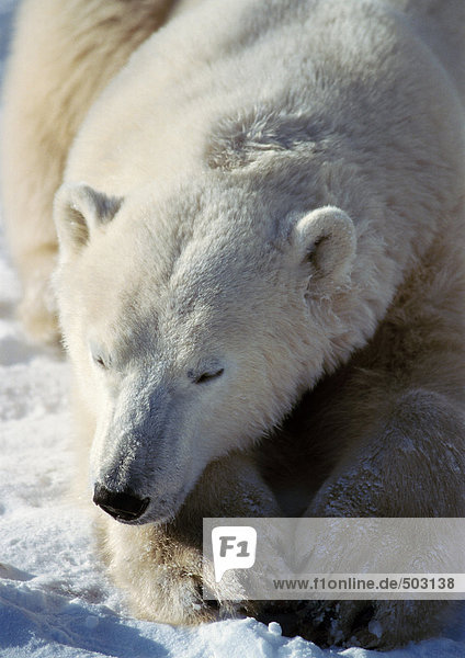 Kanada  Eisbär mit Kopf auf Pfoten  Nahaufnahme