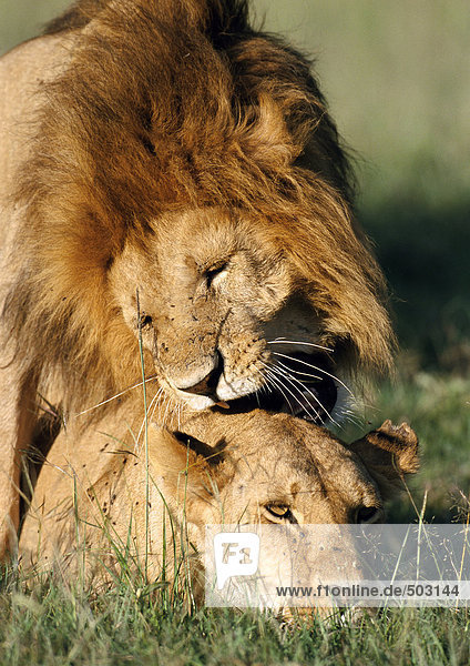 Afrika,  Kenia,  Löwe steht über Löwin
