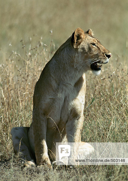 Afrika  Tansania  Löwin im Gras sitzend