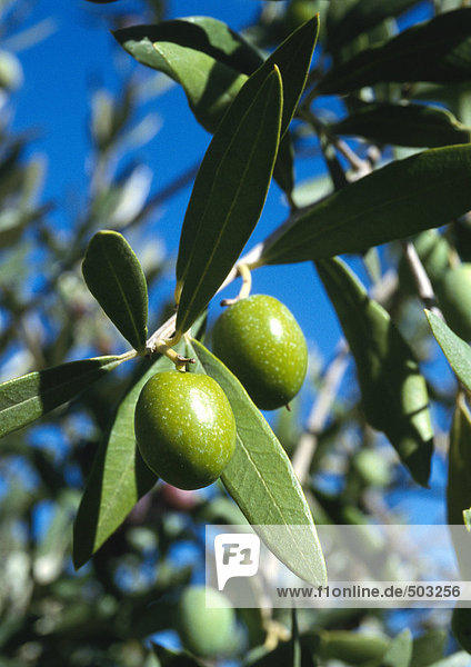 Olivenbäume  Nahaufnahme von grünen Oliven und Blättern  Äste und blauer Himmel im Hintergrund