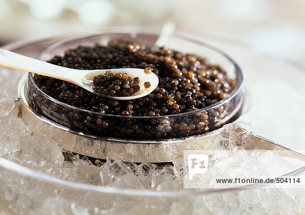 Störkaviar auf Eis  Nahaufnahme
