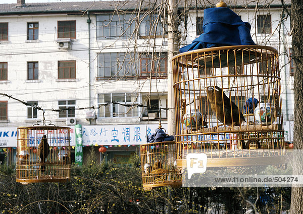 China  Peking  Käfigvögel im Park