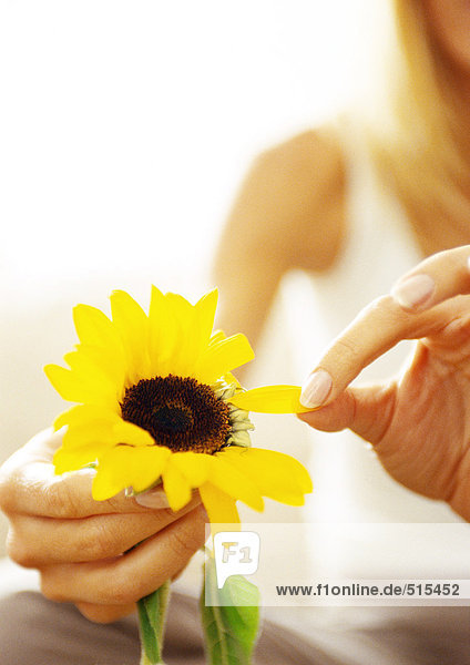 Woman plucking petals from flower  close up.