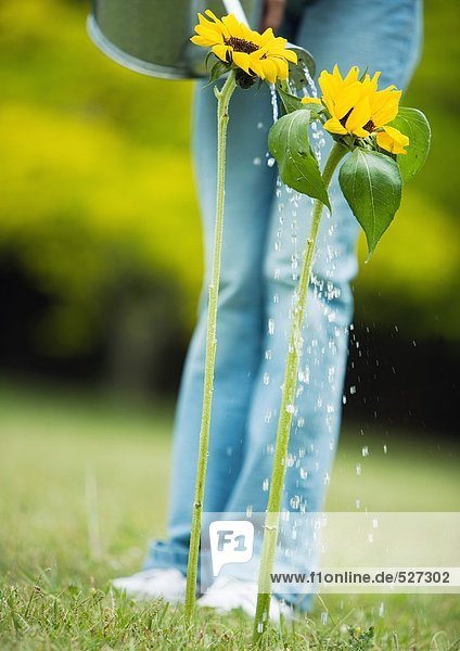 Person beim Gießen von Sonnenblumen