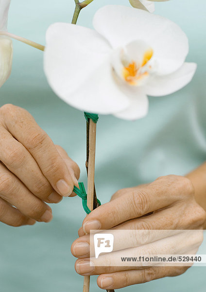 Hände binden Orchidee schießen auf Holzstab