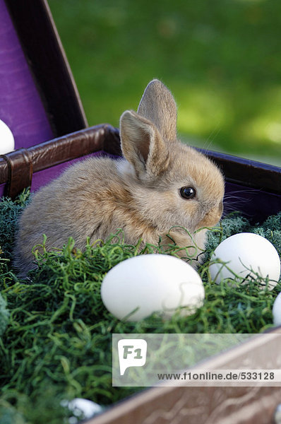 Kaninchen im Nest sitzend