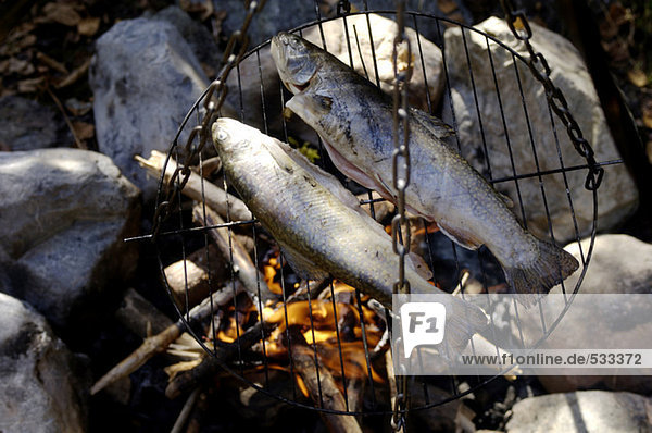 Trout on grill at camp fire  close-up