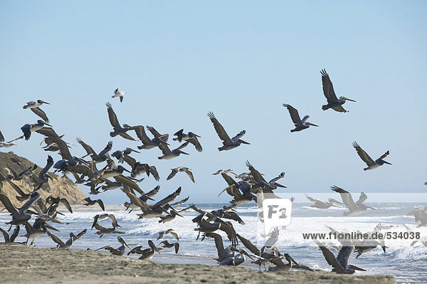 USA  California  flying pelicans