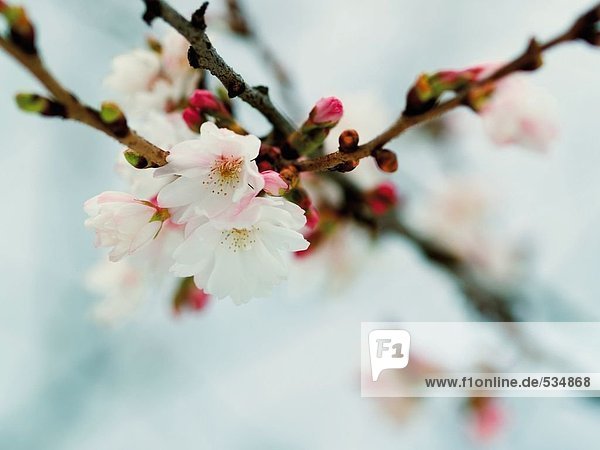 Cherry Blossom blumen Nahaufnahme
