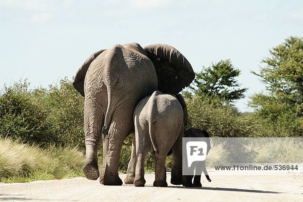 Elefanten zu Fuß mit seiner Kälber in Forest  Etosha National Park  Namibia