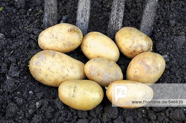 Mehrere Kartoffeln auf der Erde