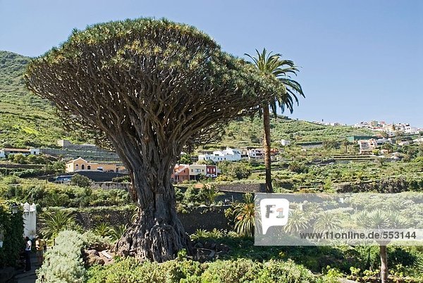 Drachenbaum mit Stadt im Hintergrund  Del Drago Parque  Icod De Los Vinos  Santa Cruz De Tenerife  Teneriffa  Kanaren  Spanien