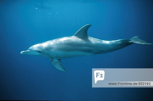 Delphin Delphinus delphis Unterwasseraufnahme schwimmen Flasche Dalbe Ägypten