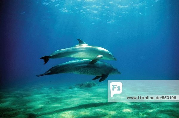 Unterwasseraufnahme 2 Delphin Delphinus delphis schwimmen Flasche Ägypten