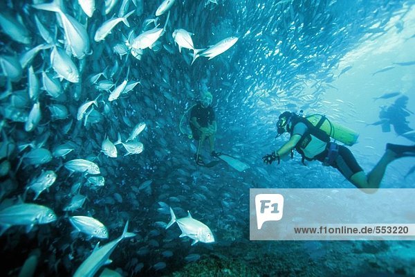 Unterwasseraufnahme Taucher schwimmen Borneo Malaysia Fischschwarm