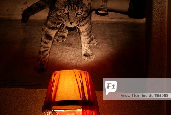 katze mit nachttischlampe