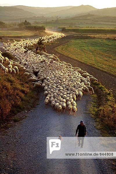 Schäferhund und Schafe verschieben in eine neue Weideflächen. Navarra. Spanien