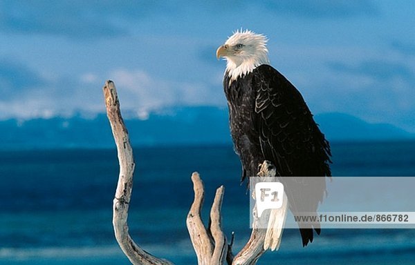 Bald Eagle (Haliaeetus Leucocephalus)