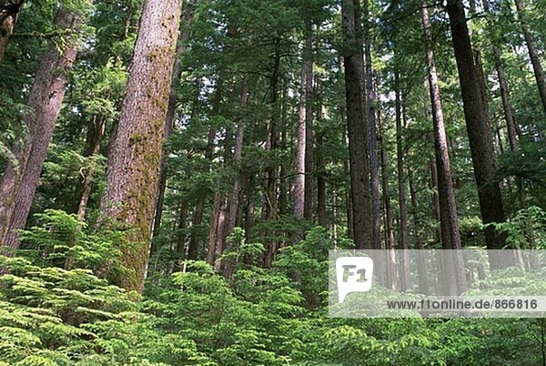 Hemlock Wald. Sol Duc Tal. Olympic-Nationalpark. Washington. USA