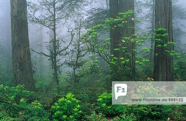 Rhododendren und Redwoods. Redwood-Nationalpark. Kalifornien. USA