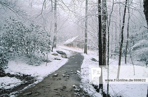 ´Bud´ ogle Kabine und Hartriegel im Winter. Great Smoky Mountains Nationalpark. Tennessee. USA