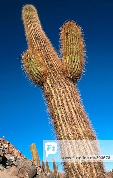 Kaktus. Atacama-Wüste. Chile
