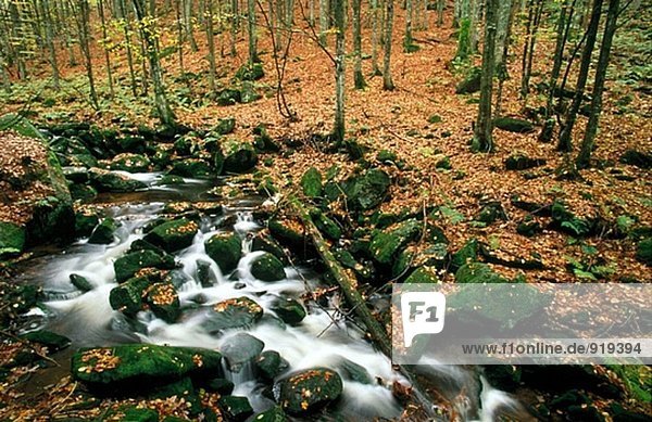 Bergbach  Herbst. Nationalpark Bayerischer Wald. Deutschland