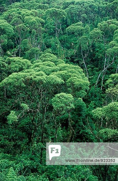 Lechoso Wald (Scalesia Pedunculata). Santa Cruz. Galápagos-Inseln. Ecuador