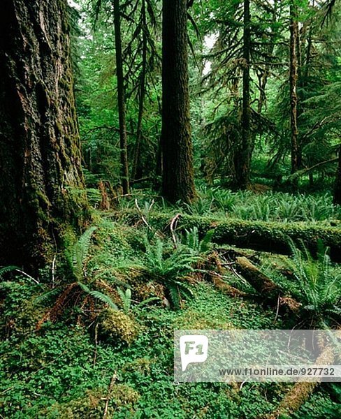 Gemäßigter Regenwald  Sol Duc Tal. Olympic-Nationalpark. Washington. USA