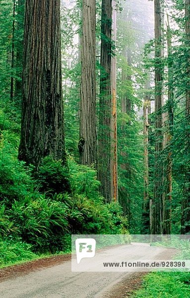 Straße durch Stout Grove. Jedediah Smith Redwoods State Park. Kalifornien. USA