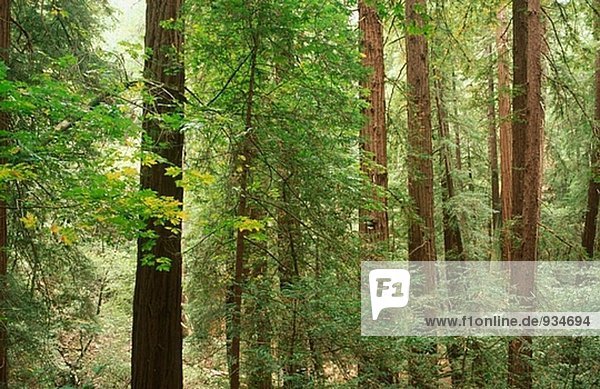 Redwood Wald. Muir Woods Nationalmonument. Marin County. Kalifornien. USA