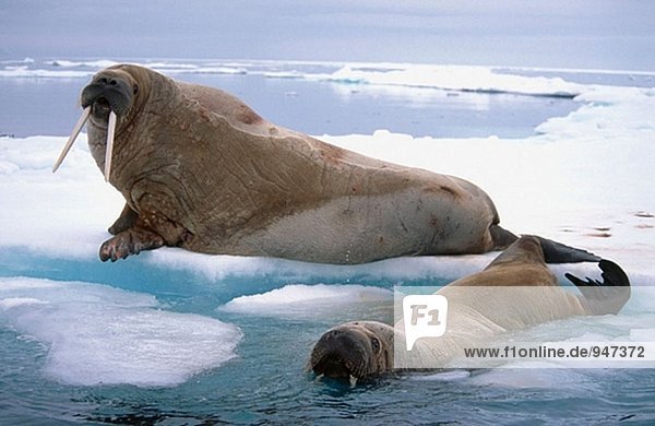 Walrus (Odobenus Rosmarus). Svalbard. Norwegen