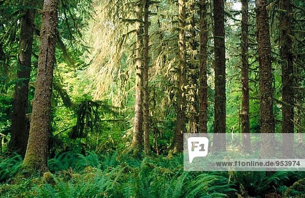 Sitka-Fichte Bäume und Fichte Naturlehrpfad. HOH Regenwald. Olympic-Nationalpark. Washington. USA