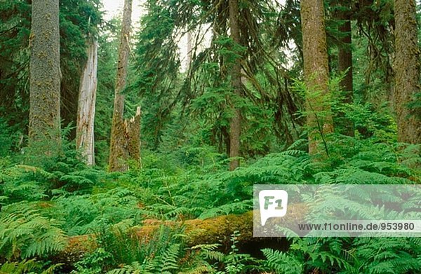 Bracken Fern in Waldlichtung. Fichte Trail. HOH Regenwald. Olympic-Nationalpark. Washington. USA
